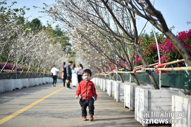 深圳人看樱花何必去日本？观澜生态体育园千株樱花怒放