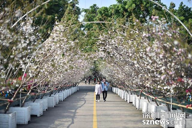 深圳人看樱花何必去日本？观澜生态体育园千株樱花怒放