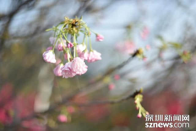 深圳人看樱花何必去日本？观澜生态体育园千株樱花怒放