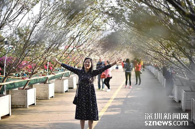 深圳人看樱花何必去日本？观澜生态体育园千株樱花怒放