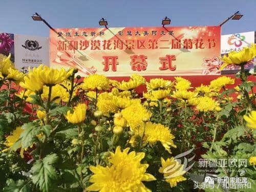 「文化旅游」新和县10万株菊花迎客来