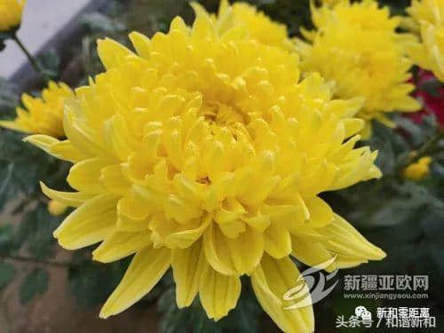 「文化旅游」新和县10万株菊花迎客来