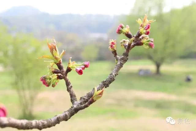 成都人自己的樱花地图！（附攻略）