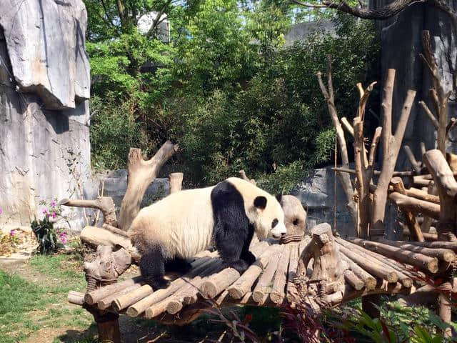 夏日全民旅行记 成都三日游打卡教程：把你安排得明明白白！