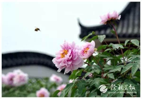 鼓掌~余杭成为全省示范！这两个村要出名了.....