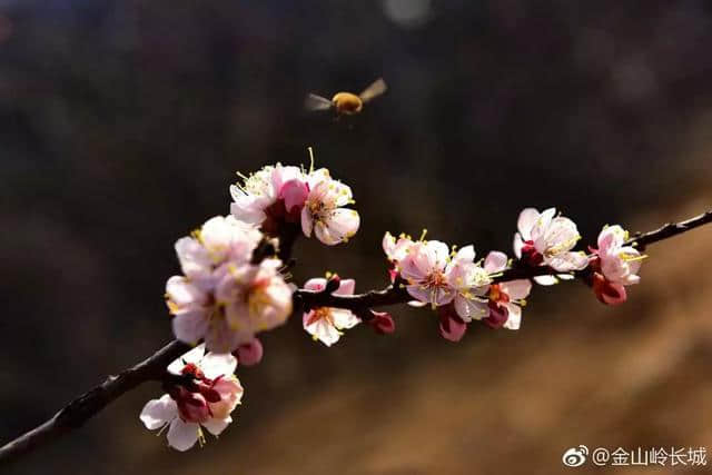 阳春三月，来金山岭长城邂逅最美春天！