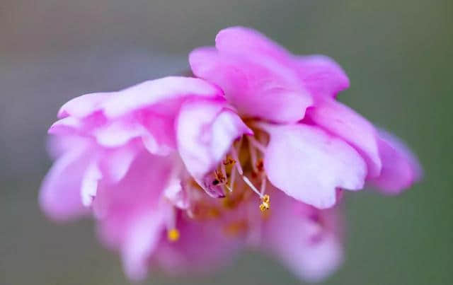 深圳1500㎡的梅园梅花终于开了，花开如雪（内附游玩攻略）！