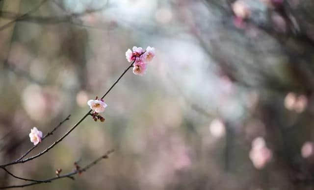 深圳1500㎡的梅园梅花终于开了，花开如雪（内附游玩攻略）！