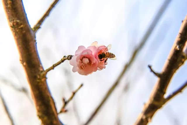 深圳1500㎡的梅园梅花终于开了，花开如雪（内附游玩攻略）！