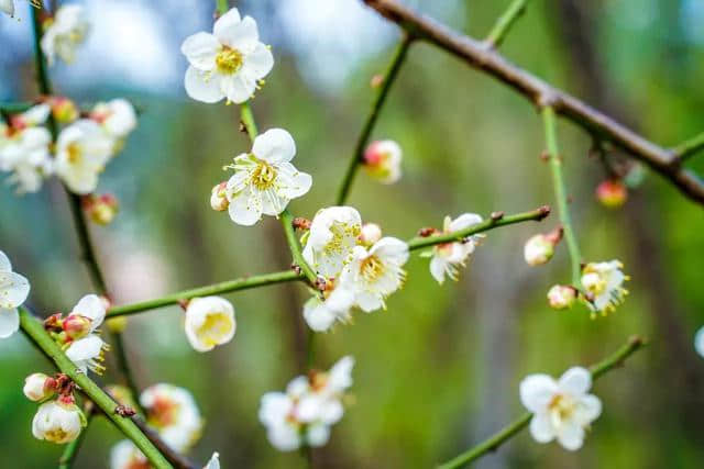 深圳1500㎡的梅园梅花终于开了，花开如雪（内附游玩攻略）！