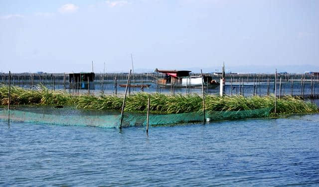 阳澄湖莲花岛吃蟹 莲花岛旅游攻略