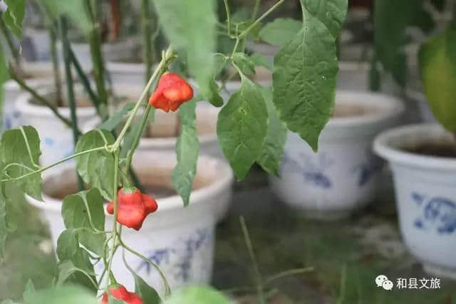 百节丨花田喜事！国庆节，来和县第四届农业嘉年华狂欢！