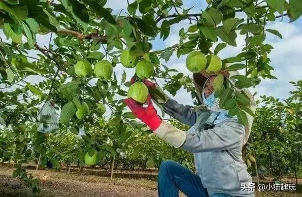 免门票，深圳附近有个“小曼谷”，不出广东就能游泰国