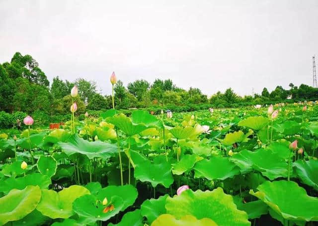 近日实拍 | 千亩荷花灿烂成海，成都绝美赏荷地图出炉，大半可公交直达！