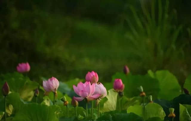 近日实拍 | 千亩荷花灿烂成海，成都绝美赏荷地图出炉，大半可公交直达！