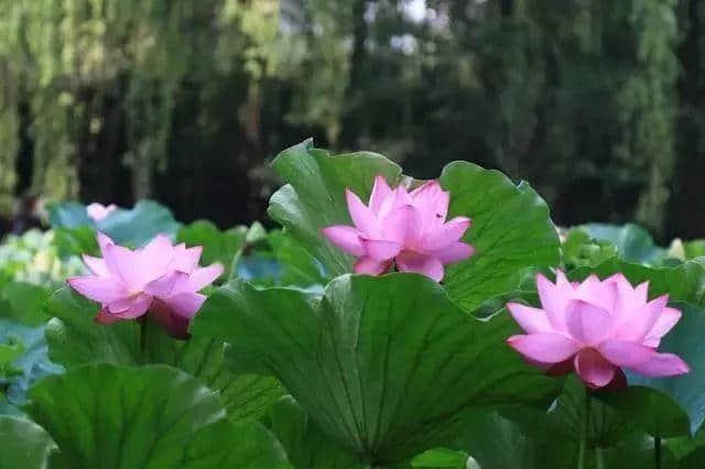 近日实拍 | 千亩荷花灿烂成海，成都绝美赏荷地图出炉，大半可公交直达！