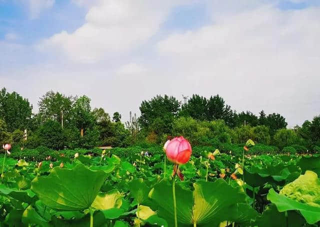 近日实拍 | 千亩荷花灿烂成海，成都绝美赏荷地图出炉，大半可公交直达！