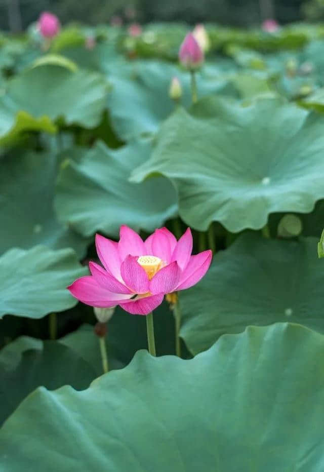 近日实拍 | 千亩荷花灿烂成海，成都绝美赏荷地图出炉，大半可公交直达！