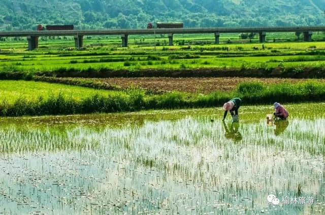 阳春三月，有一张旅游名片叫“榆林绿”！