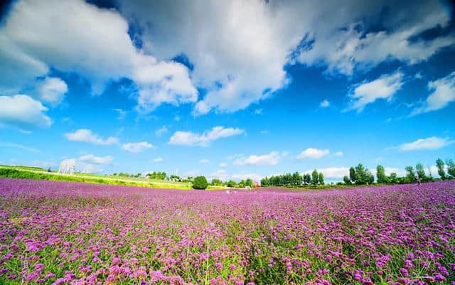 今夏热门薰衣草紫已上线！赶紧来成都周边“普罗旺斯”打卡吧！