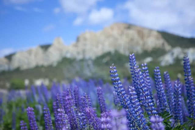 今夏热门薰衣草紫已上线！赶紧来成都周边“普罗旺斯”打卡吧！