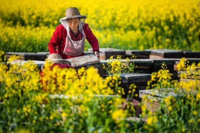 春游｜成都周边这几处油菜花已美成仙，周末全家邂逅金色花海！