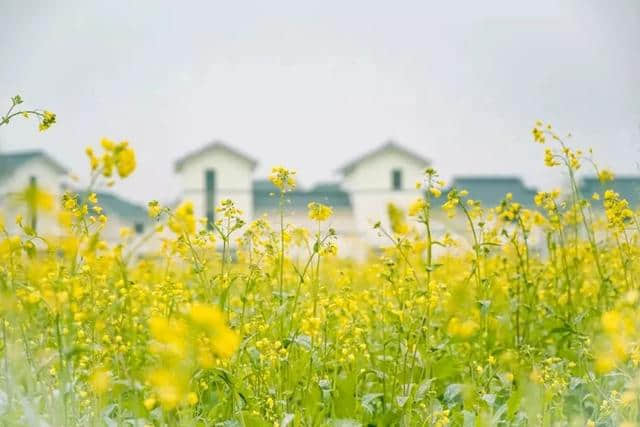 春游｜成都周边这几处油菜花已美成仙，周末全家邂逅金色花海！