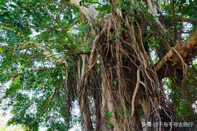 你眼中不一样的深圳，深圳大鹏半岛――最后的“桃花源”