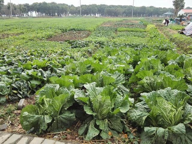 苏州阳澄湖旅游攻略 诱人美丽的阳澄湖莲花岛