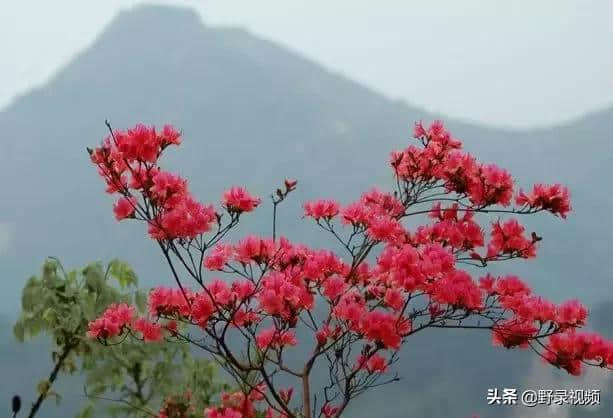 四月有点甜，杭州周边最适合情侣游玩的小众打卡地!