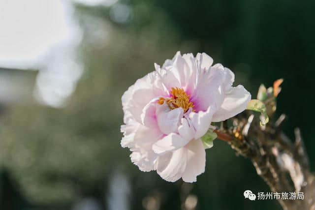 五月百花之王竟在初冬何园绽放！