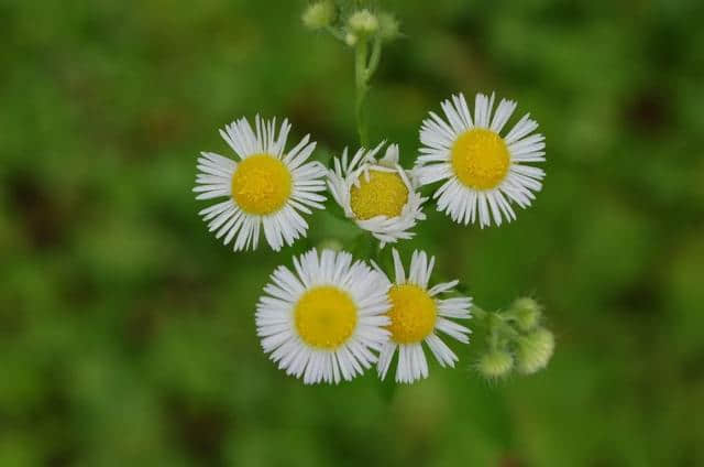 福利到！38日女神节AAAA景区免票耍，女神花环带回家！