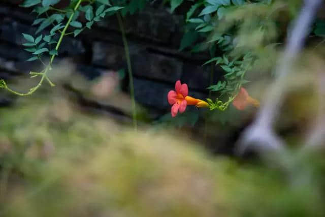 竟藏在绍兴鉴湖边这座如美术馆一般的民宿，仿佛置身于山野乡间