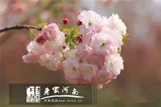 花田“犯错”要趁早 鄢陵清明节赏花攻略！