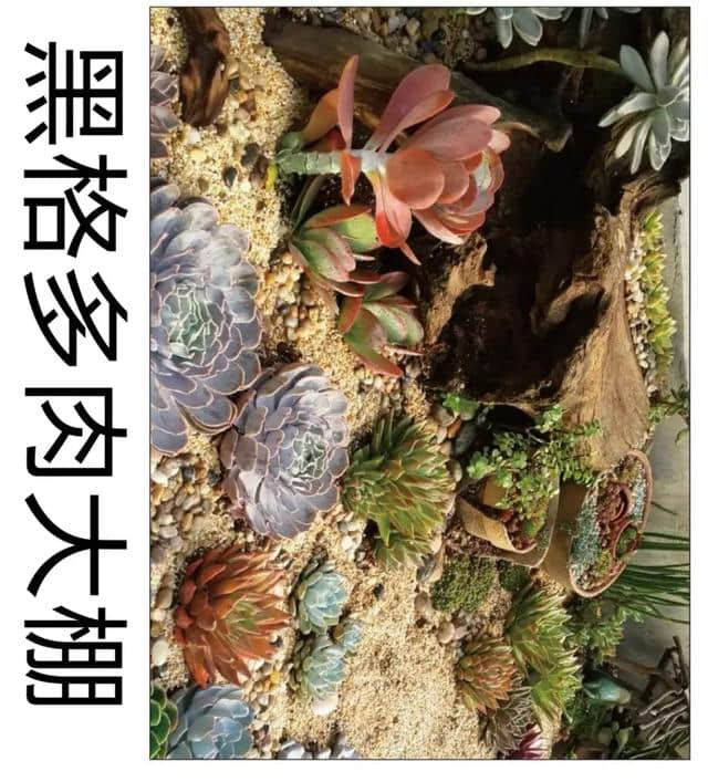 南沙榄核生态旅游文化节周六开幕！摘草莓、看风车、游星海故里！