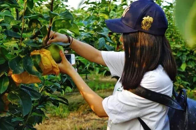 南沙榄核生态旅游文化节周六开幕！摘草莓、看风车、游星海故里！