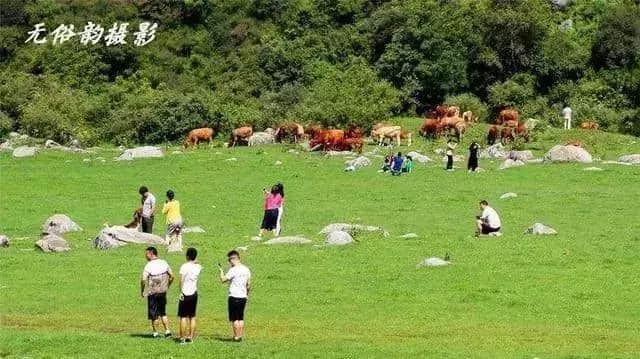 今年汉中最佳旅游景点推荐，留坝狮子沟牧场！