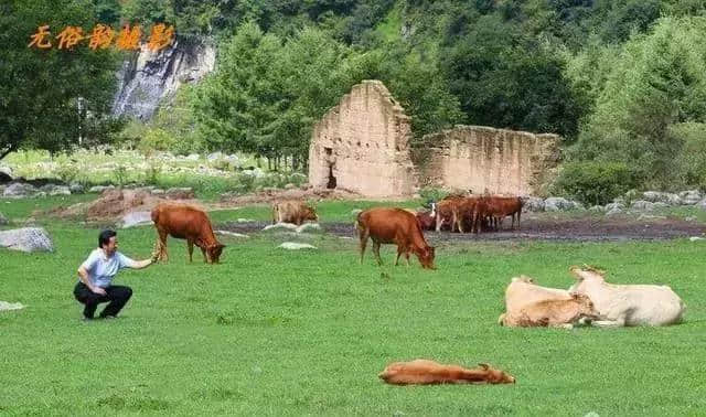 今年汉中最佳旅游景点推荐，留坝狮子沟牧场！