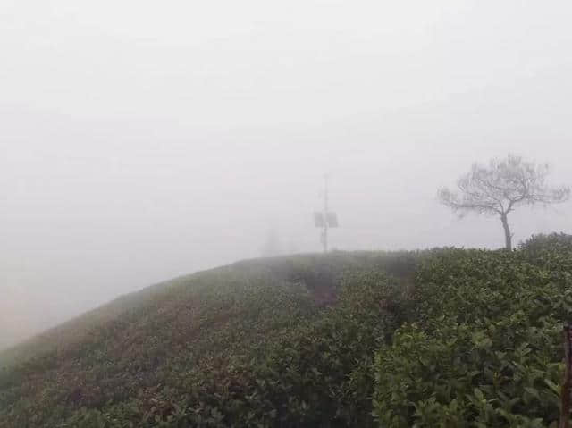 细雨蒙蒙赏朝阳，半山风景半山雾，如梦似幻~