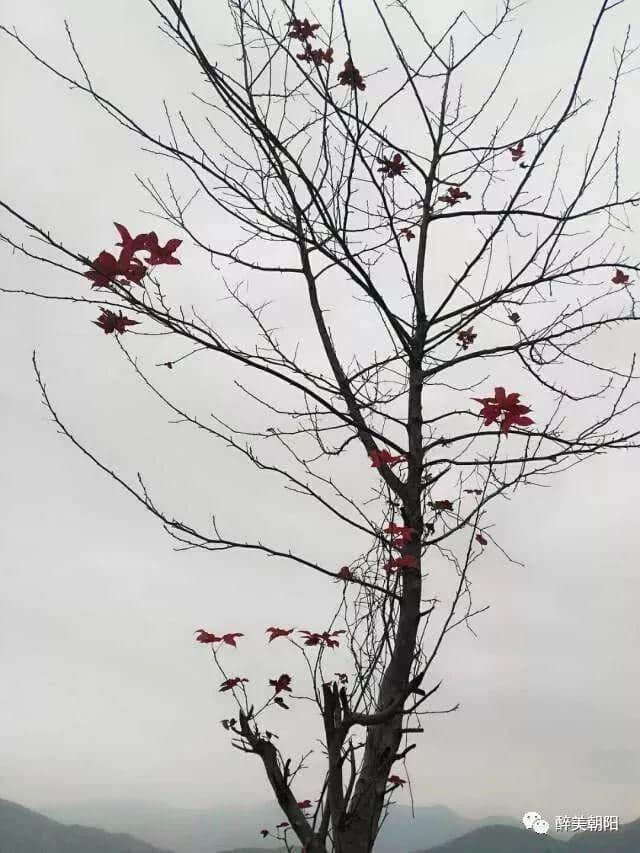 细雨蒙蒙赏朝阳，半山风景半山雾，如梦似幻~