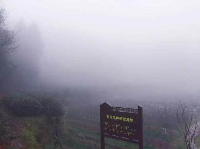 细雨蒙蒙赏朝阳，半山风景半山雾，如梦似幻~