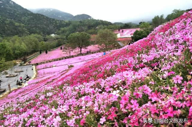 烟台春天有多美——引百名新加坡游客来“寻芳”