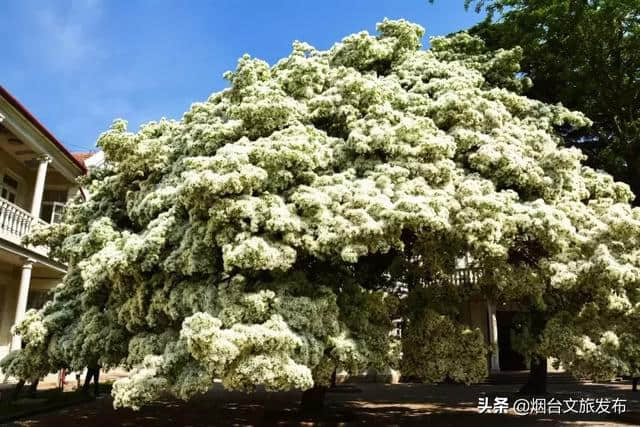 烟台春天有多美——引百名新加坡游客来“寻芳”