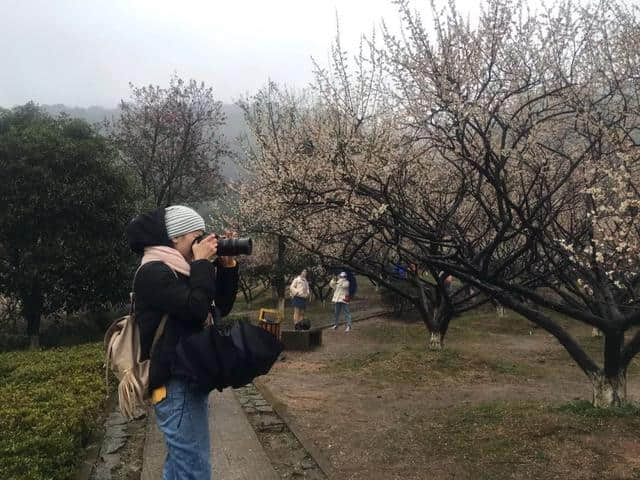 雨҈雨҈҈雨，挡不住雨中梅雪中梅！第11届超山梅花节一直high！黄龙集散中心还有赏梅免费班车！