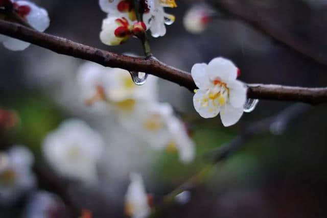 雨҈雨҈҈雨，挡不住雨中梅雪中梅！第11届超山梅花节一直high！黄龙集散中心还有赏梅免费班车！