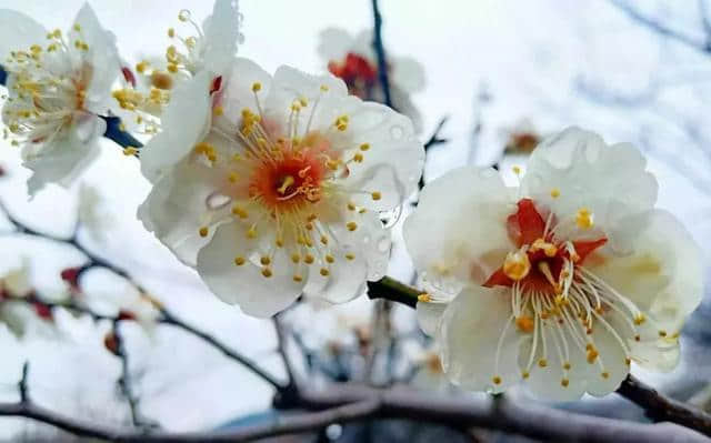 雨҈雨҈҈雨，挡不住雨中梅雪中梅！第11届超山梅花节一直high！黄龙集散中心还有赏梅免费班车！