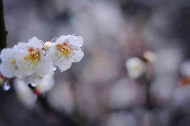 雨҈雨҈҈雨，挡不住雨中梅雪中梅！第11届超山梅花节一直high！黄龙集散中心还有赏梅免费班车！