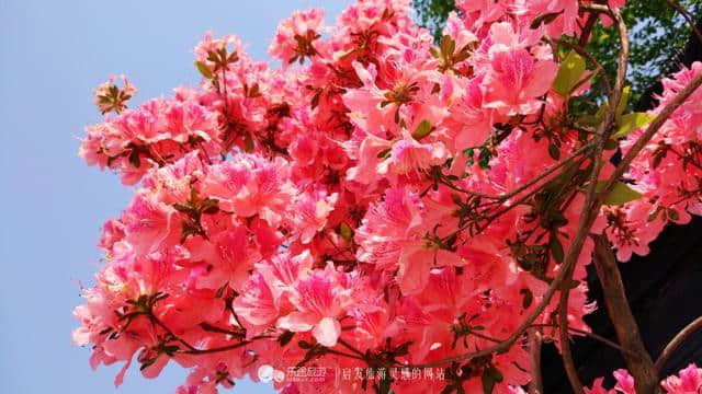 鄢陵花事，一花一草总关情