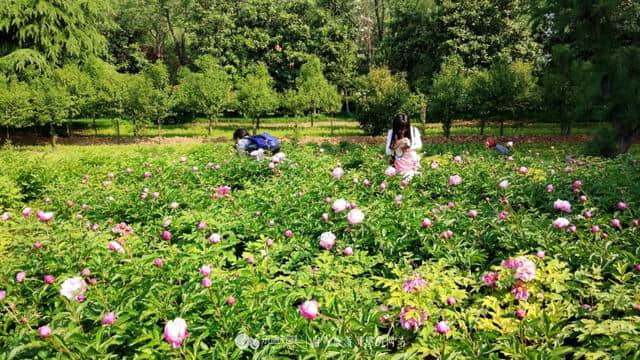 鄢陵花事，一花一草总关情