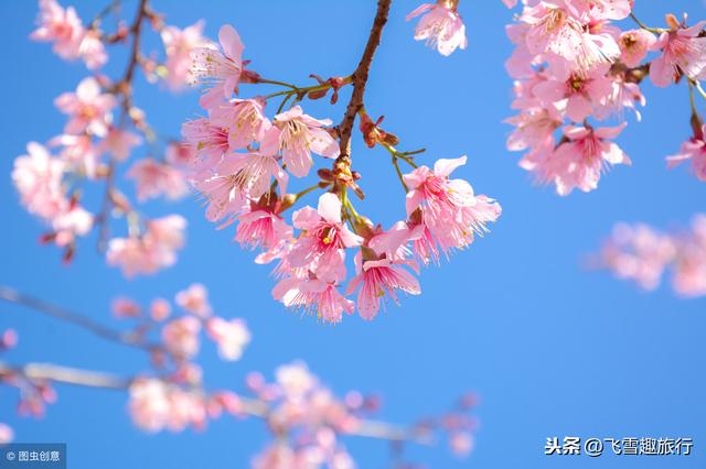 杭州小众旅行攻略，盘点杭州春季踏青赏花好去处